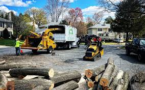 Best Tree Trimming and Pruning  in Louisville, OH